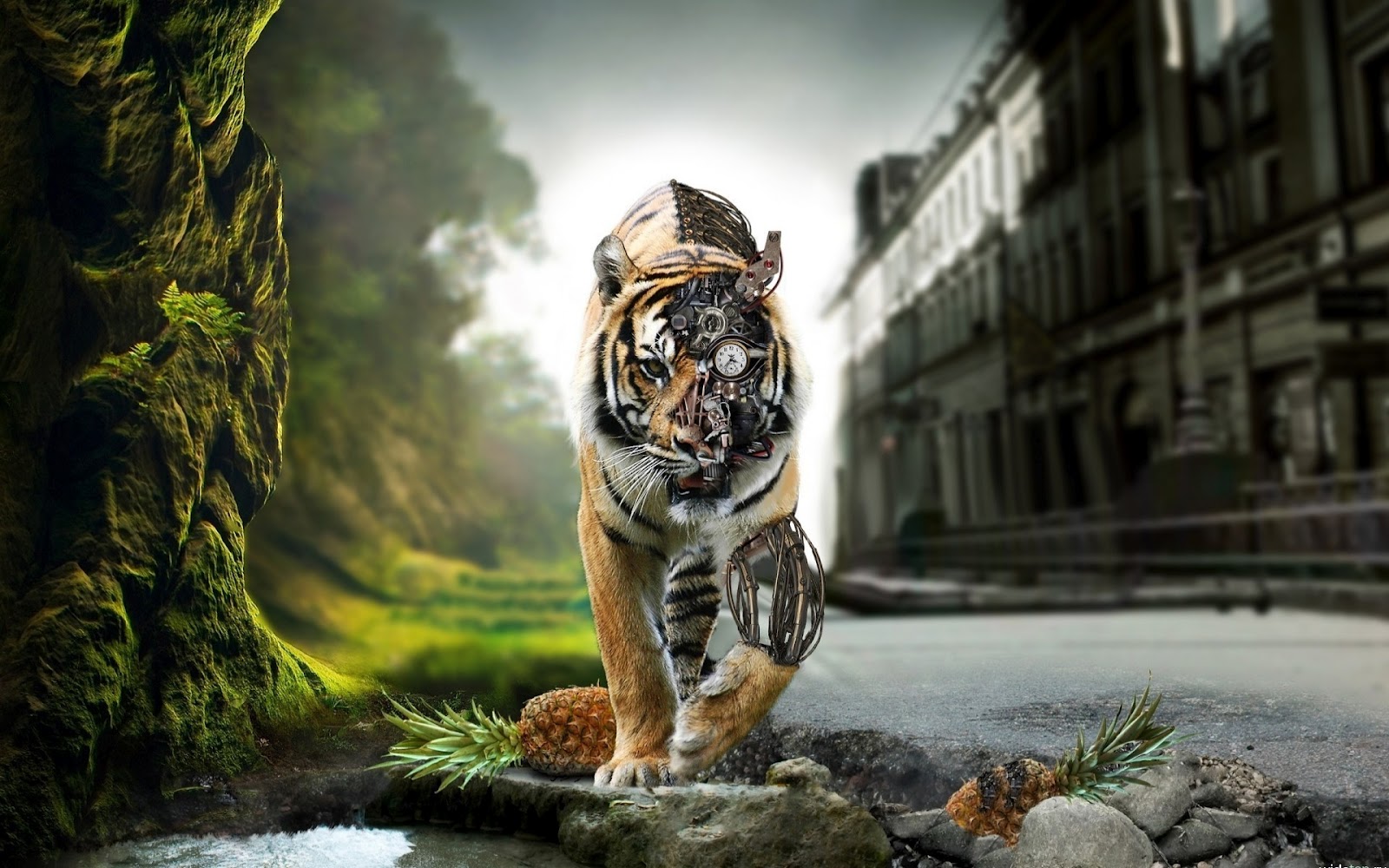 tiger wallpapers