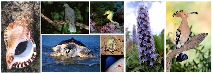 TAREA: BIODIVERSIDAD-CANARIAS