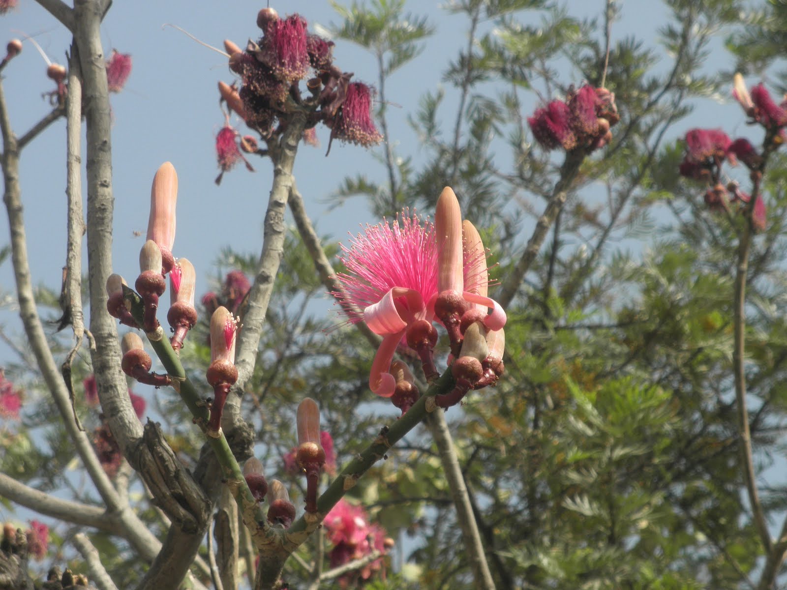 Trees Pseudobombax ellipticum Shaving Brush Tree