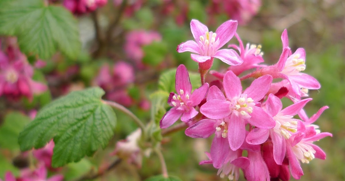 Wild Harvests The News on Red Flowering Currant