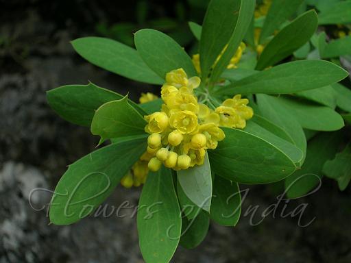 Future Plants By Randy Stewart Mahonias