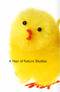 A Year of Nature Studies A Year of Nature Studies