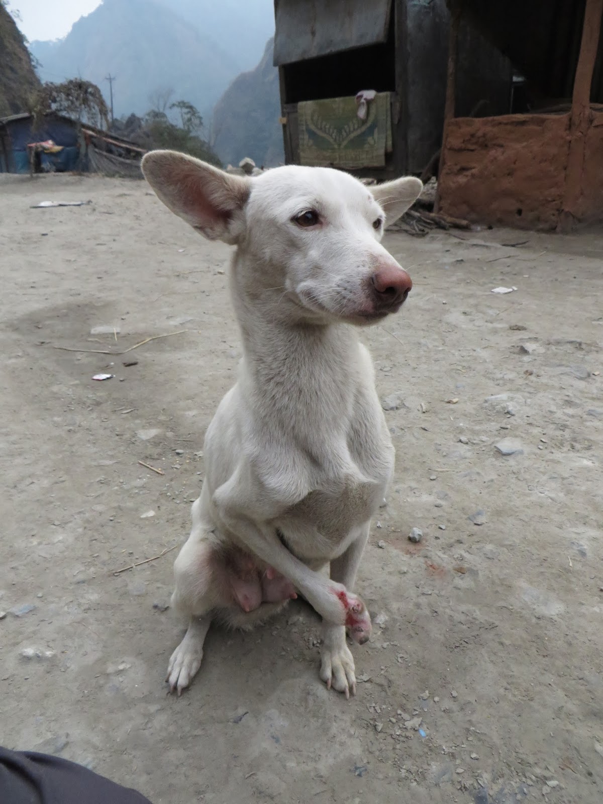 ネパールの気ままな犬日記 自由であるということ