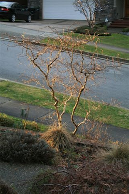 Glowing bare contorted shrub