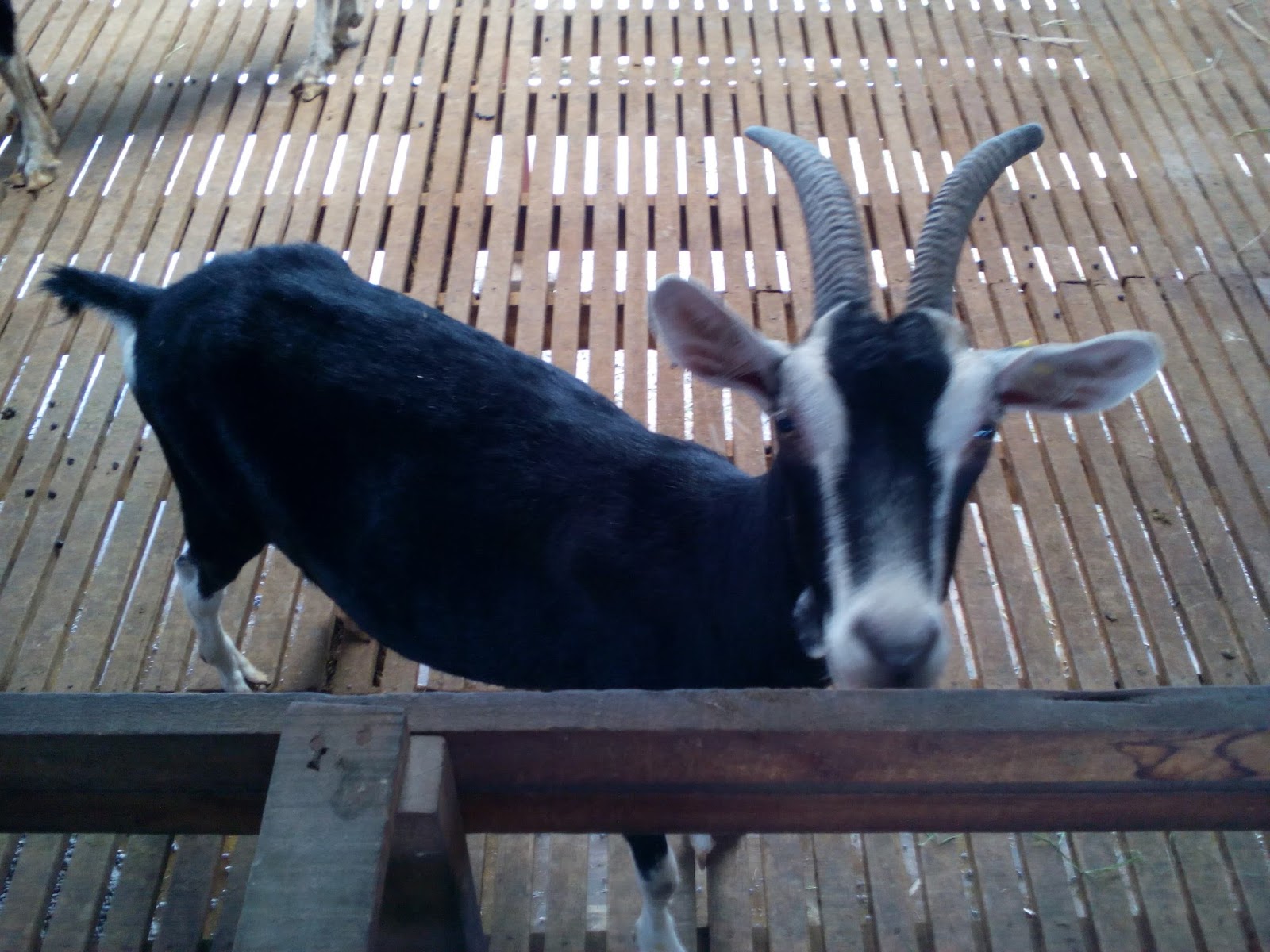 My Agri Log Lawatan Ke Ladang Kambing