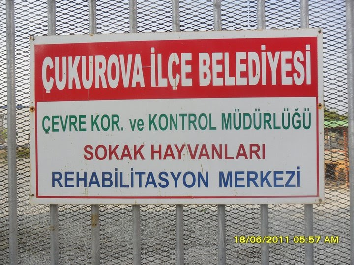 Barinak Gunlugu Adana Cukurova Belediyesi Sokak Hayvanlari Rehabilitasyon Merkezinde Yuva Arayanlar