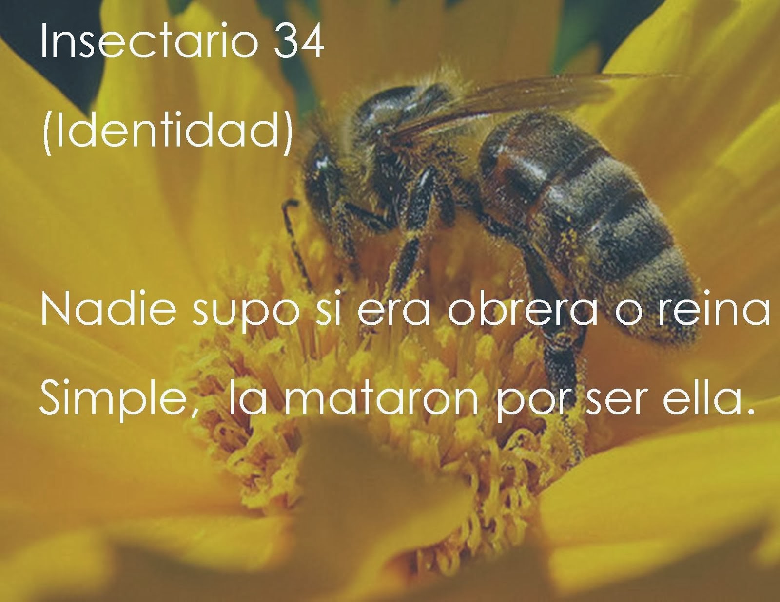 Insectario 34