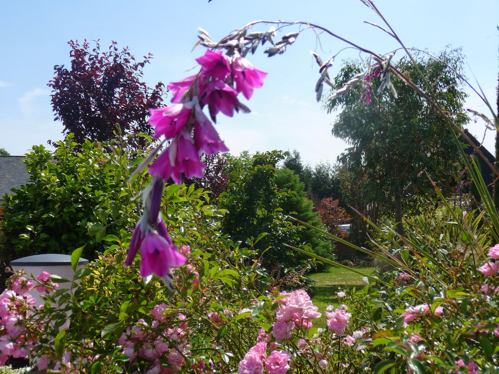 The British Gardener The Tropical Years Old Faithful Plants