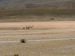 vicuñas