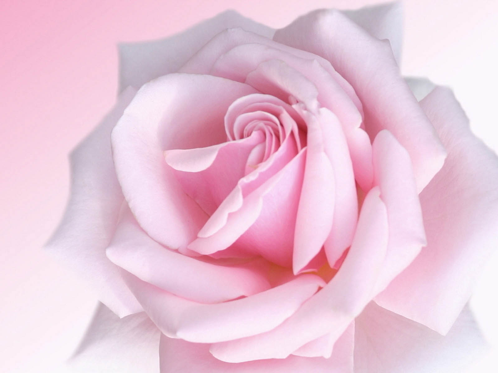 Pink Rose Background Wallpaper Pink Rose Background Wallpaper