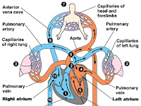 Blood Circulation Diagram Blood Circulation Diagram