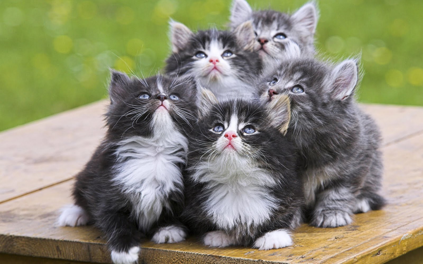 Gatitos Hermosos Imagui