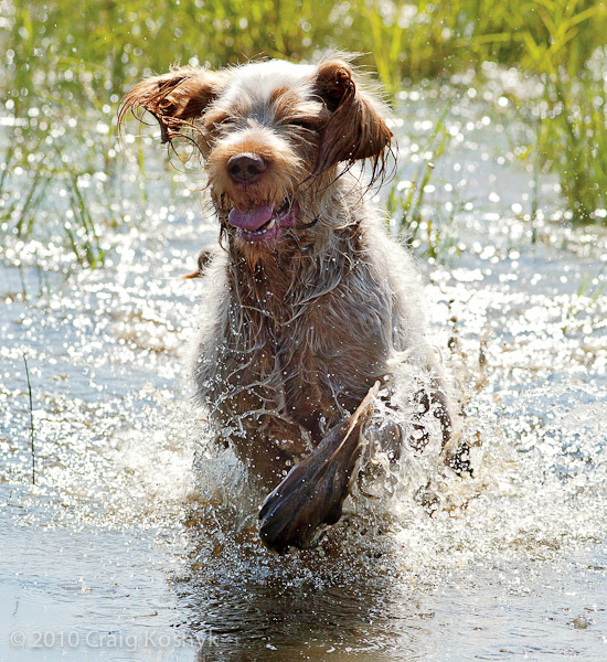 Big Shaggy Dog Breeds http://arastirmacianne.net/wp-admin/spinone-dog Big Shaggy Dog Breeds http://arastirmacianne.net/wp-admin/spinone-dog