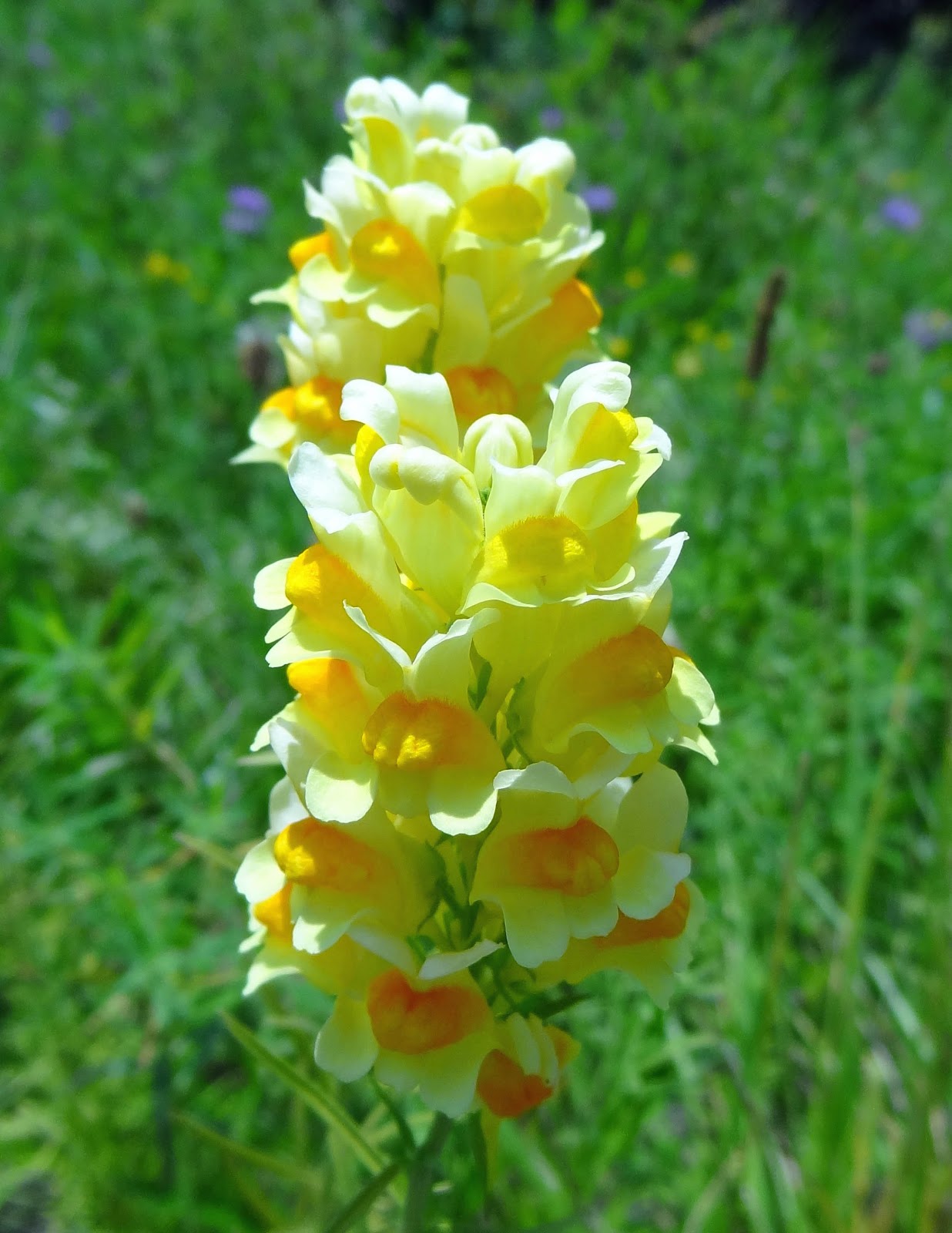 Cute name for a cute plant Page 2 Gardening Forums