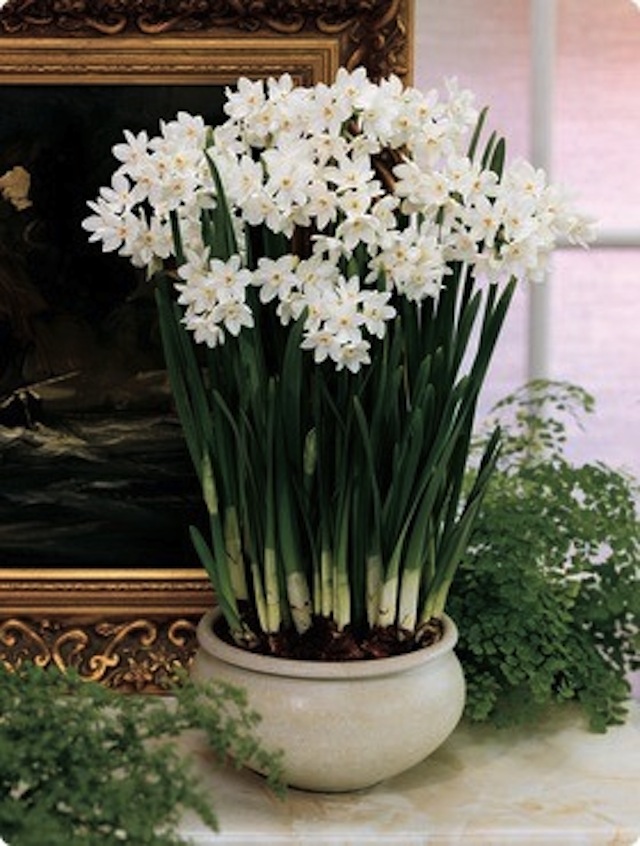 SANITY FAIR A PASSION FOR PAPERWHITES