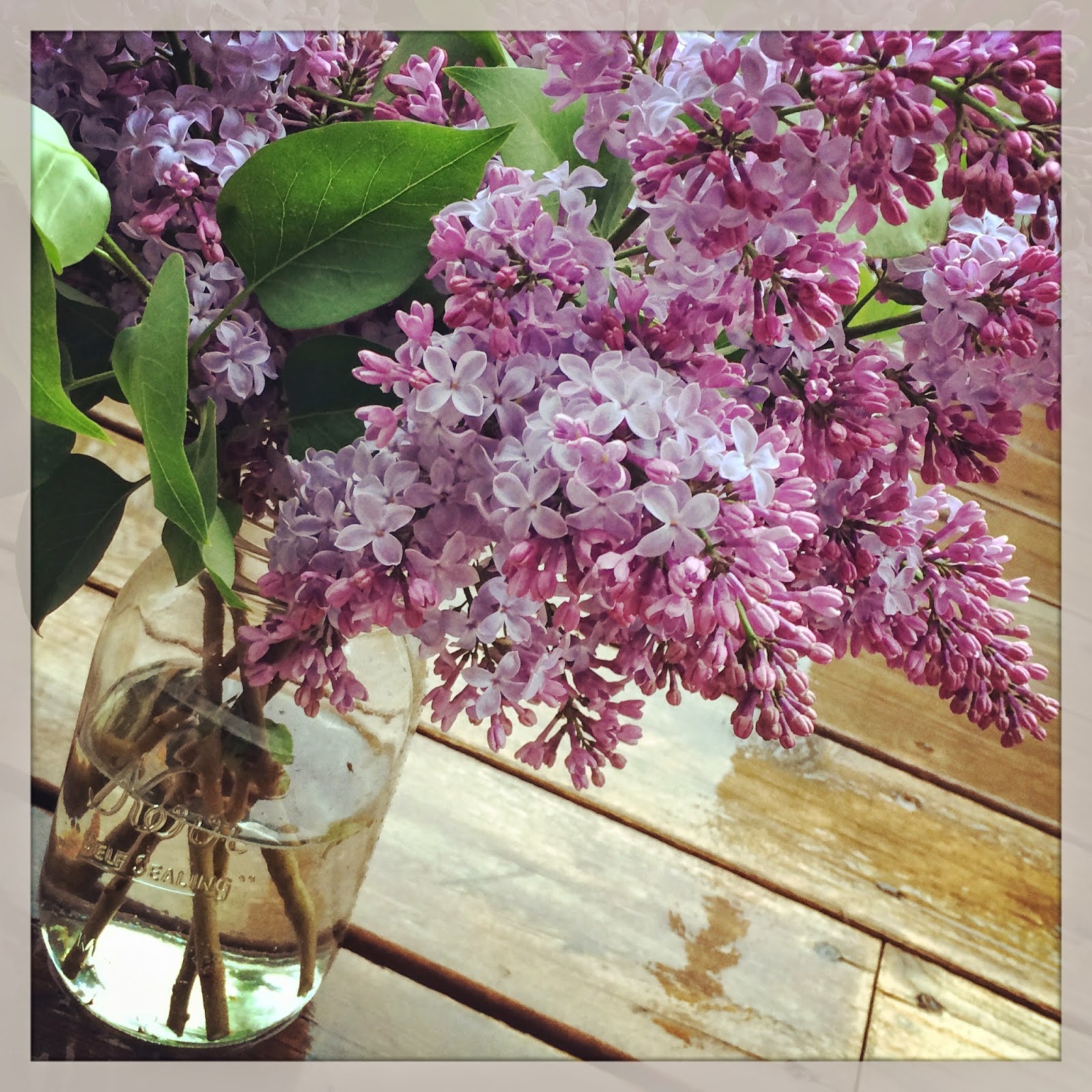 Becki Melvie Foraging 101 {How to Hunt for Morel Mushrooms}