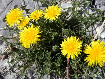 Taraxacum officinale (Dente di Leone, Soffione)