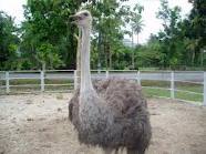 Anim Agro Technology Burung Unta