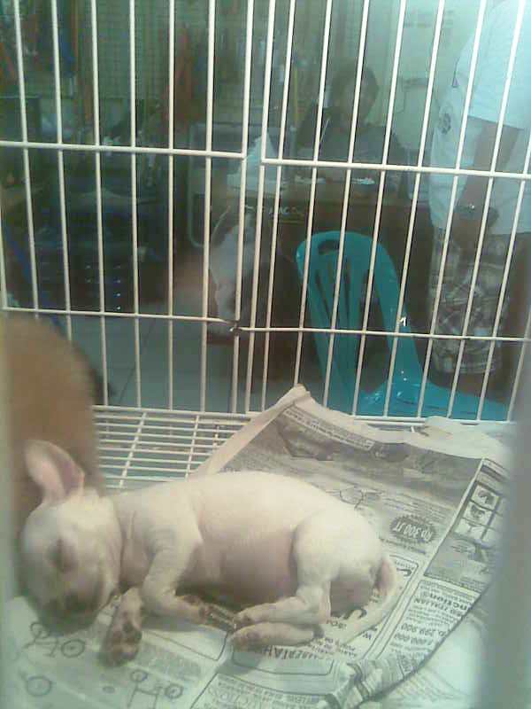 pet shop gajah mada