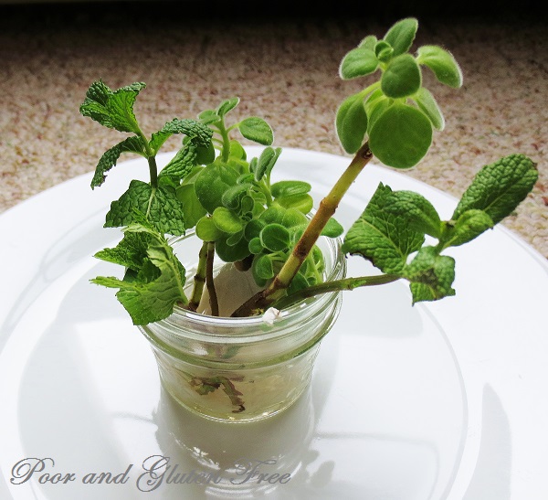 Poor and Gluten Free (with Oral Allergy Syndrome) The Apartment Garden