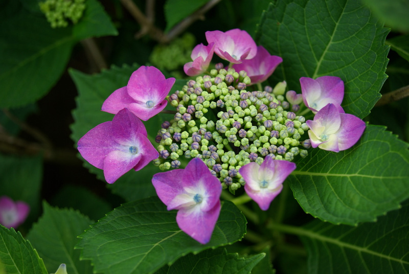 遊機秘路 今日の朝は 庭の花 国華園 河内長野 プシューケ