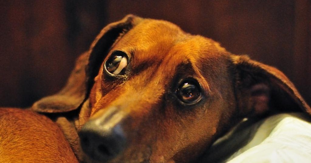 Hundeschule an der Leine Schlechtes Gewissen bei Hunden oder „Der weiß