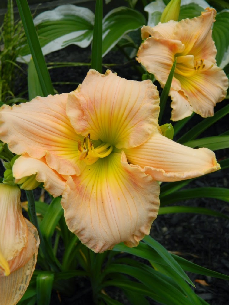 Hemerocallis Fairy Tale Pink daylily by garden muses-not another Toronto gardening blog Hemerocallis Fairy Tale Pink daylily by garden muses-not another Toronto gardening blog