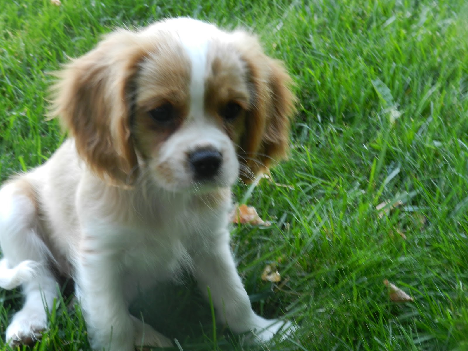 Cavalier King Charles Spaniel Puppies: Puppy Gallery