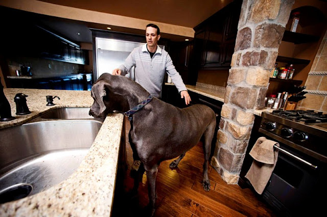 Giant George, el perro más grande del mundo Giant George, el perro más grande del mundo