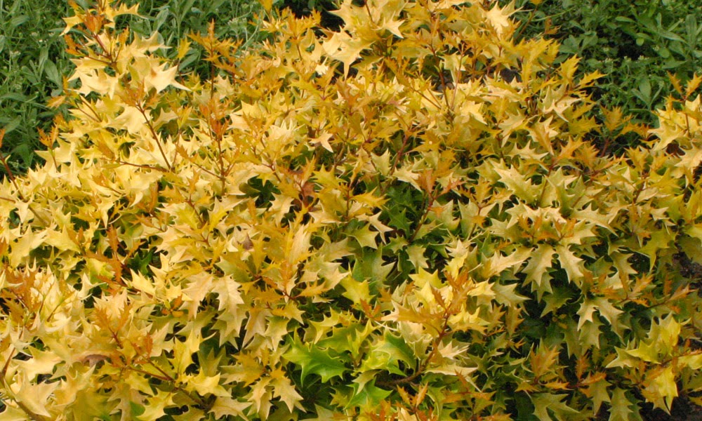 The Plant Hunter Freaky Fun Foliage AZ (part 2)