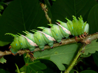 Adeloneivaia jason caterpillar Adeloneivaia jason caterpillar