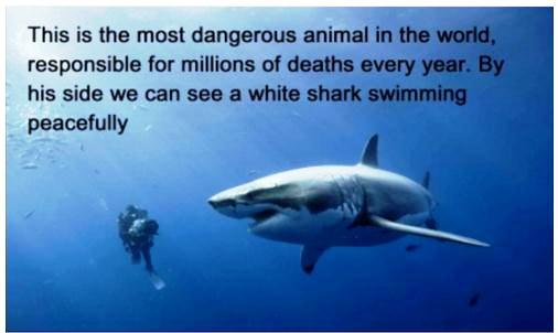 is+shark+a+dangerous+animal+than+man+save+sharks.jpg