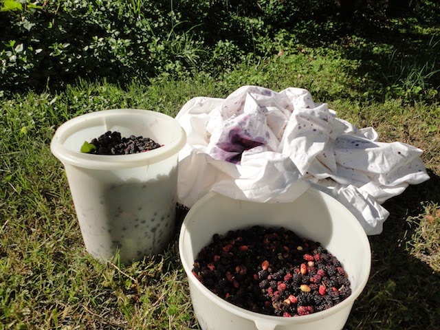 Mulberries in a bucket