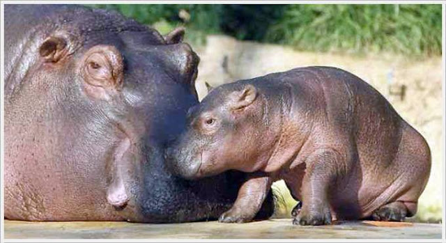 Baby Hippo Born in Berlin Zoo Seen On www.coolpicturegallery.us