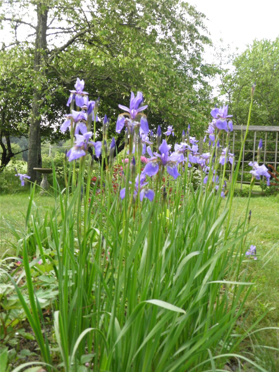 Docaitta Lifestyle What’s blooming now? Siberian iris!