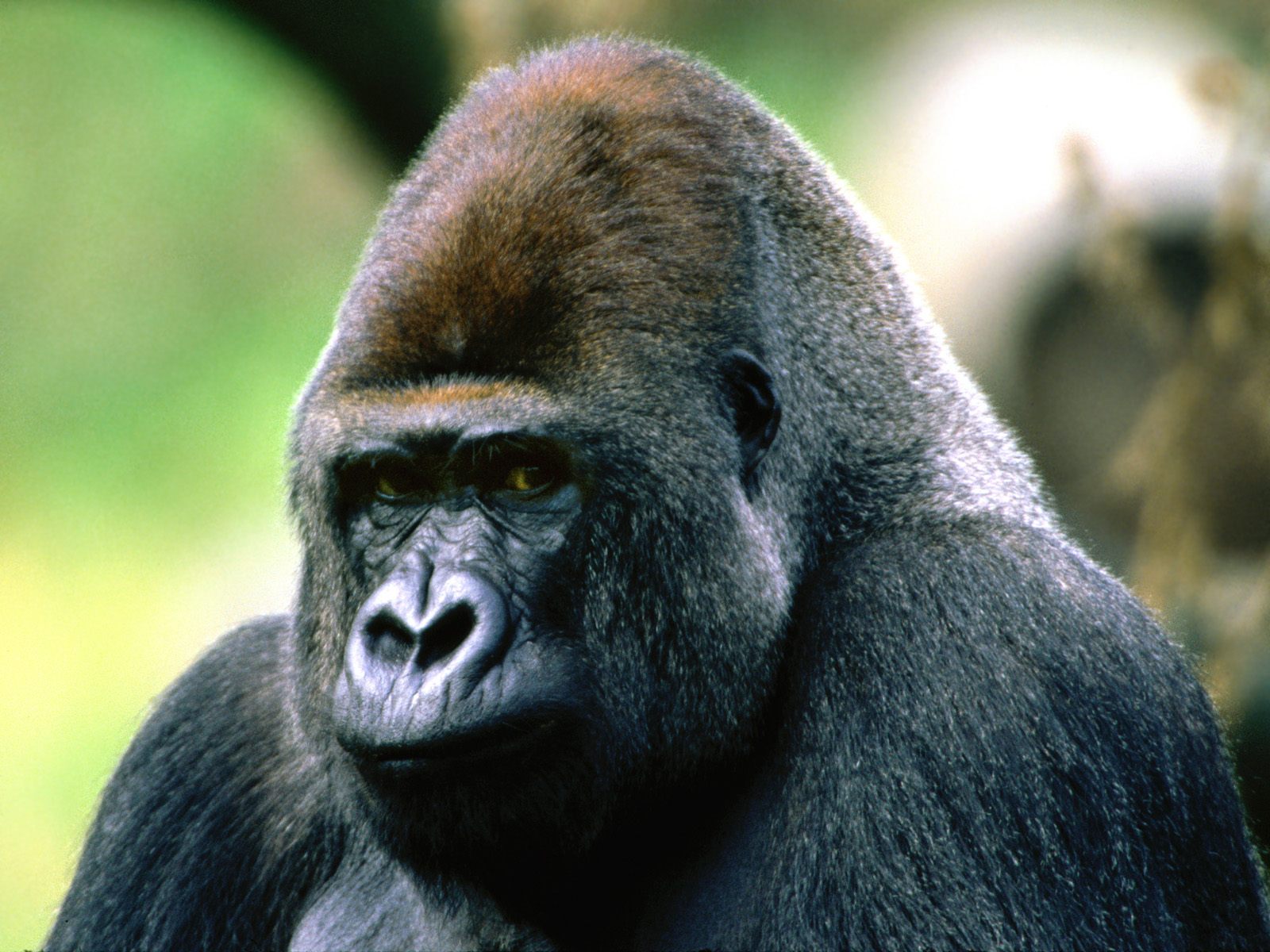 western lowland gorilla population 2015