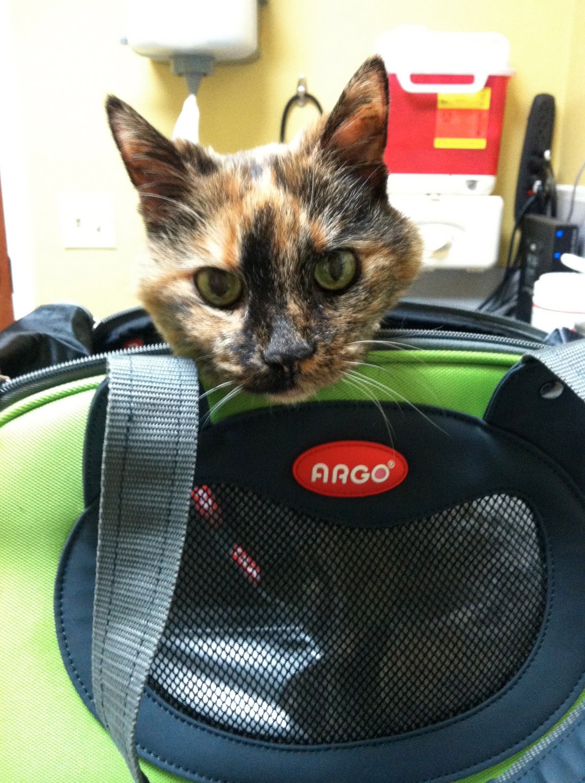 Always Aubrey Cat Carriers