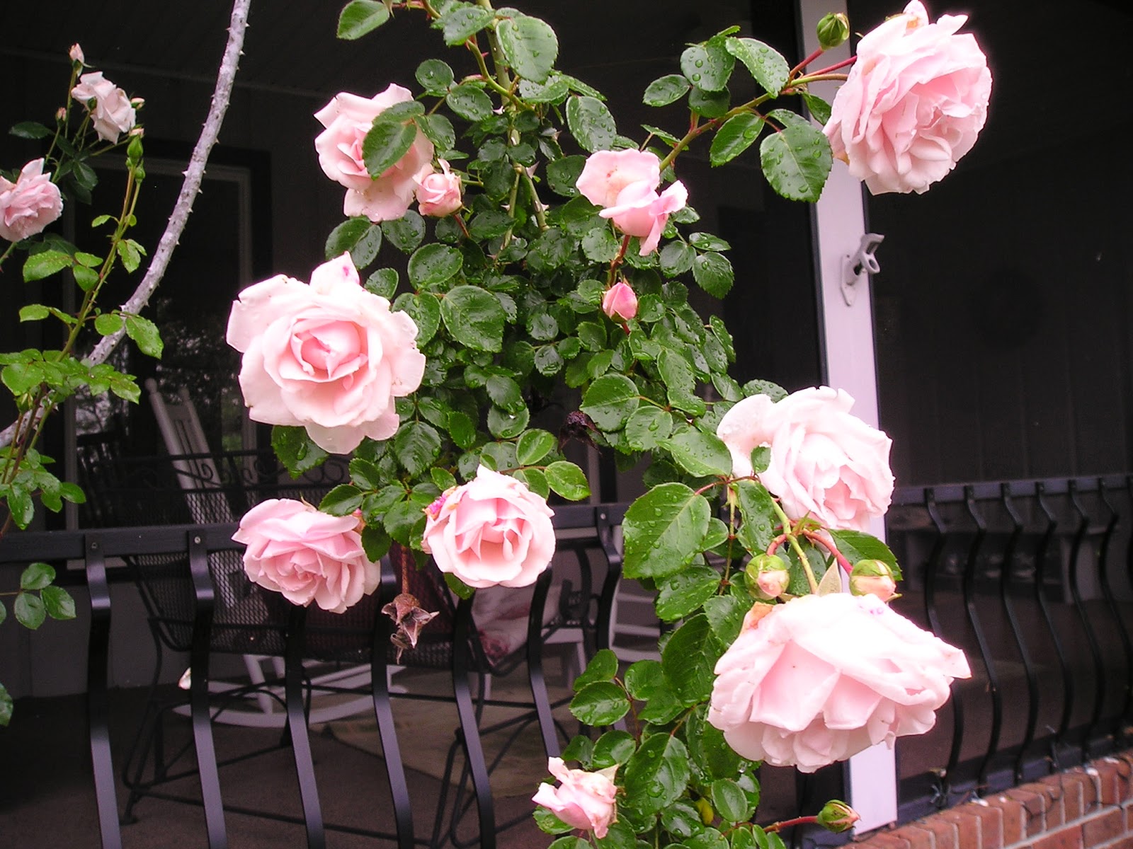 Carol's Greenville NC Garden New Dawn Rose