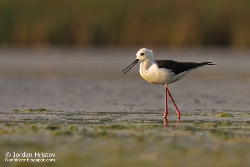 bird photography in Bulgaria