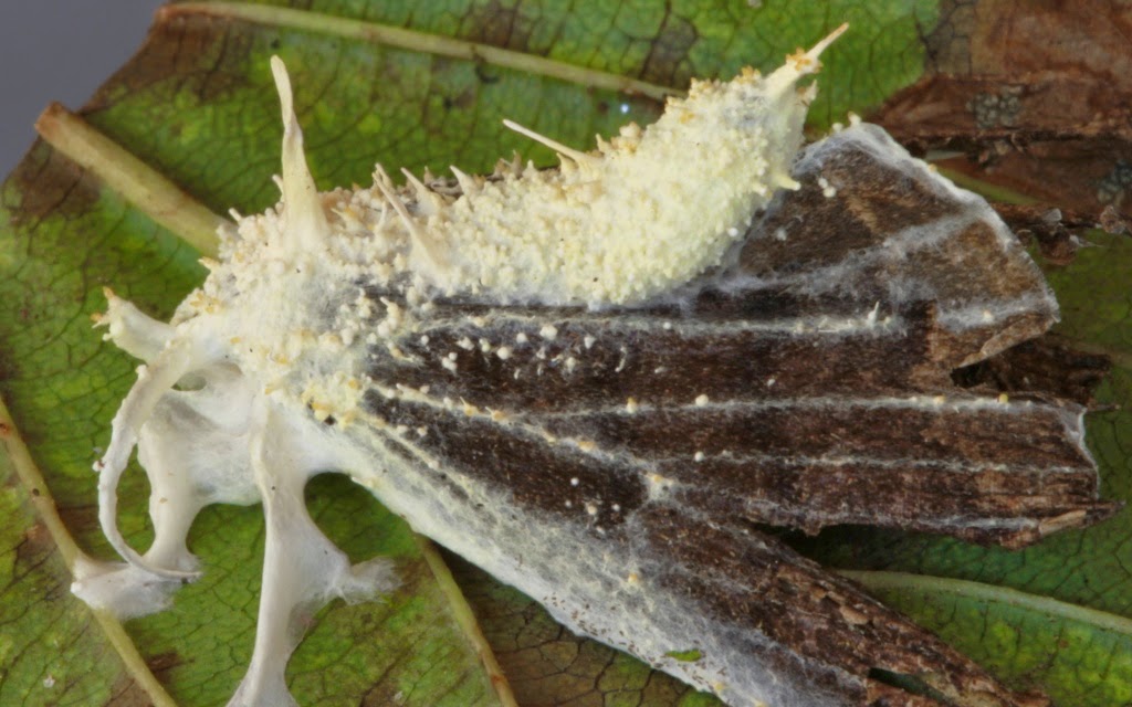 All Things Cordyceps: Cordyceps tuberculata on adult moth