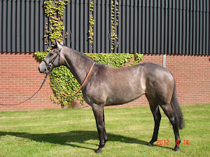 Winning Express Race Horse