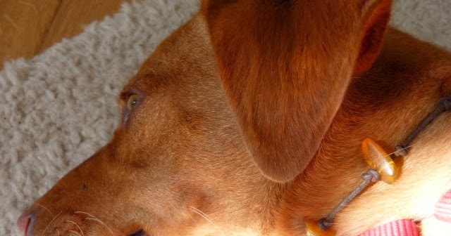 Dog Shit Schmuck für den Hund