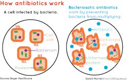 smorris88bydesign critique how antibiotics work how antibiotic works