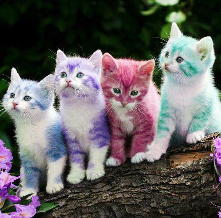 Kucing jantan 3 warna dalam islam