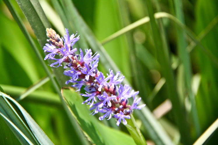 Pickerel Weed