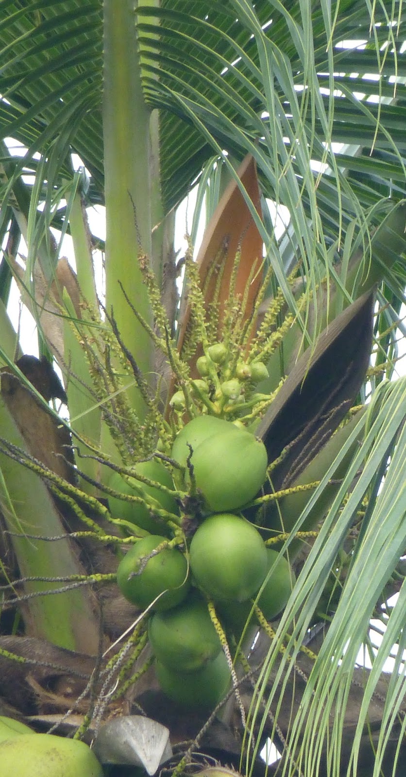 COCONUT 101 TREE OF LIFE