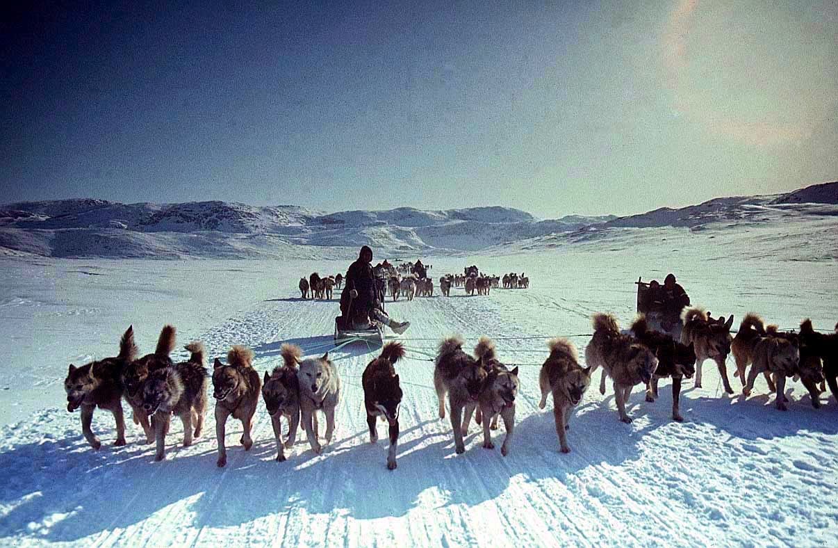 You can now sell snow to the Eskimos Sustainable Green Initiative Planting Fruit Trees To