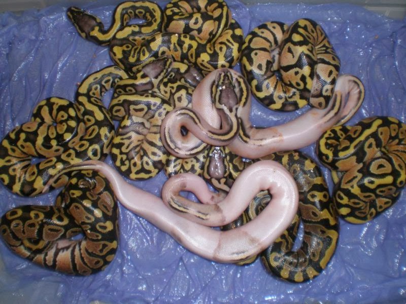 snake prices at petco