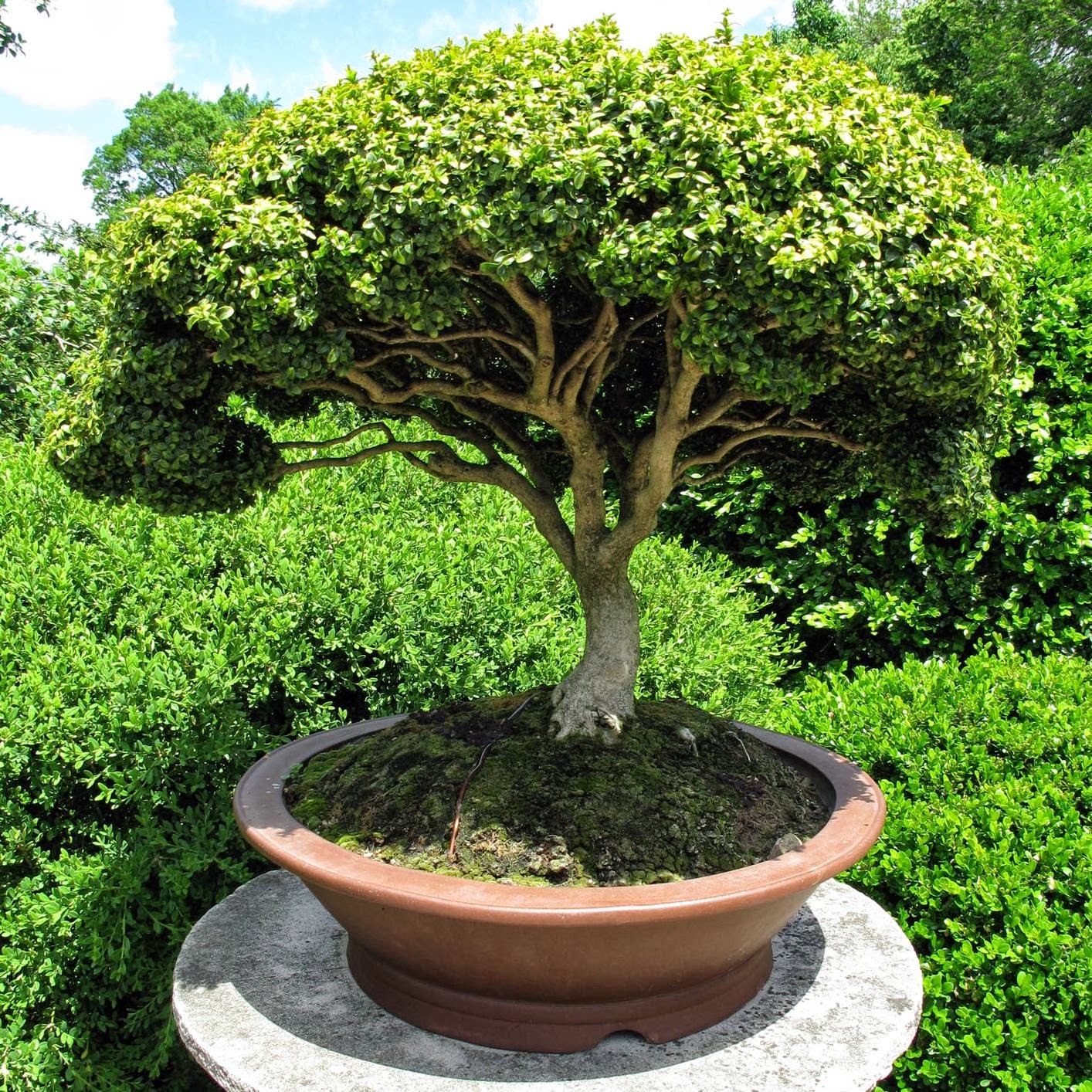 ¿Debe un bonsái ser viejísimo? Verde Jardín