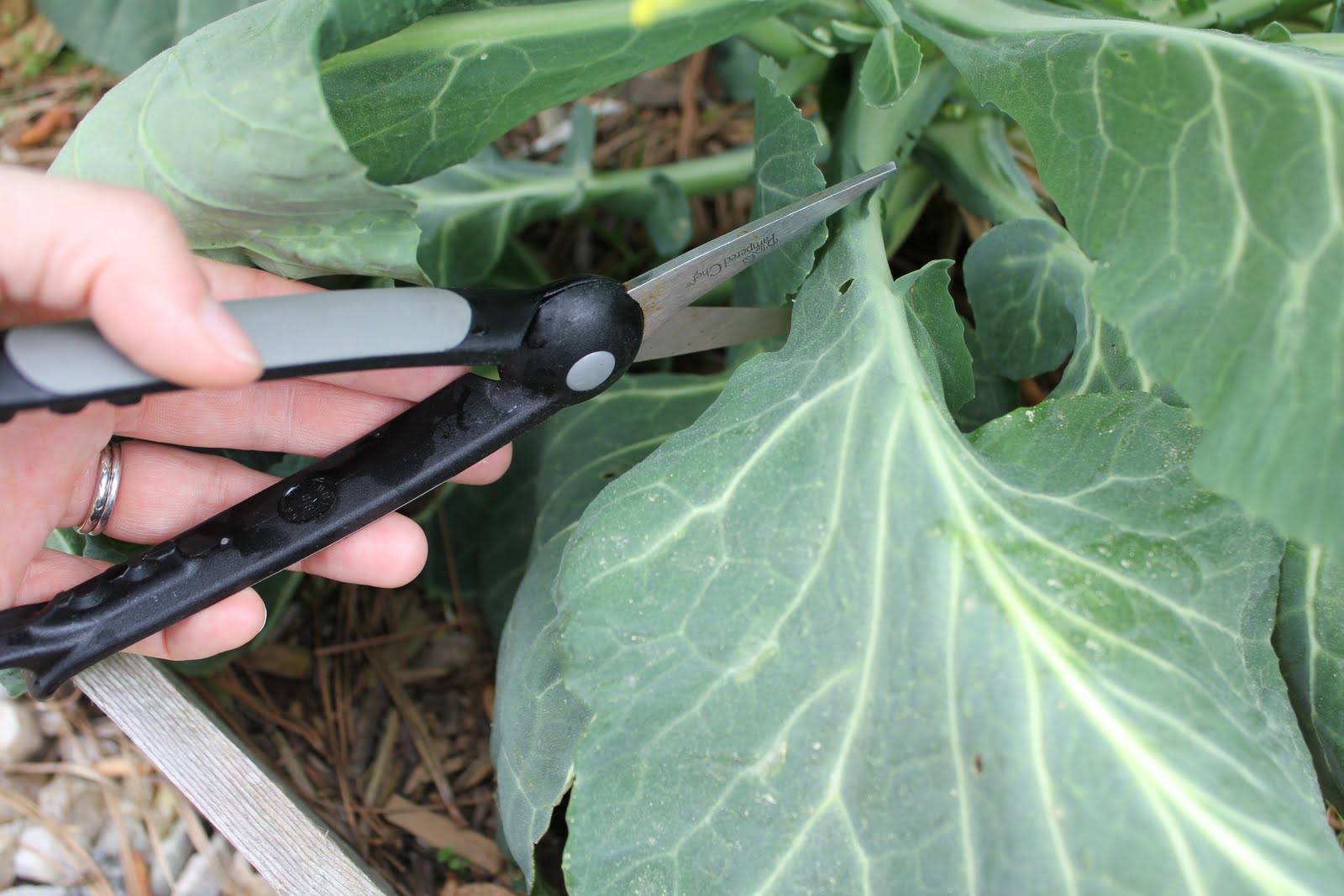 from our back porch lookin' in... Harvesting and Freezing Collard Greens